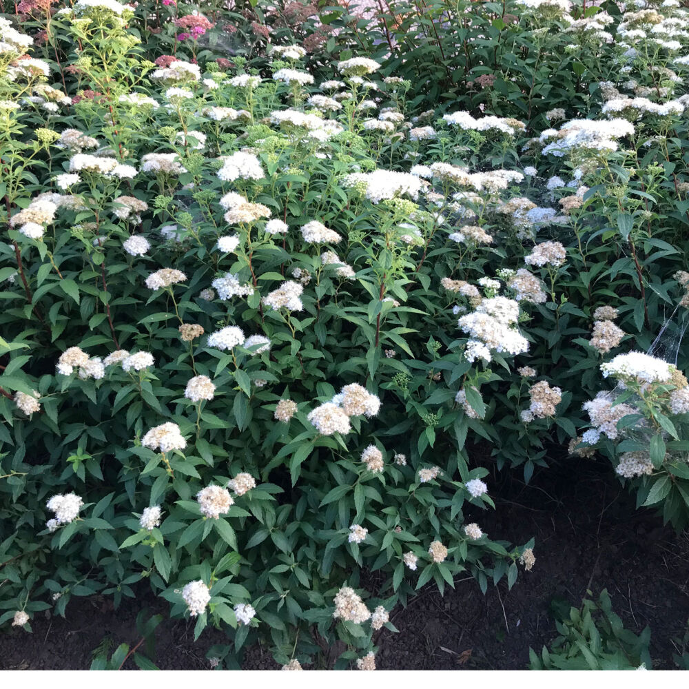 Spiraea Japonica Albiflora