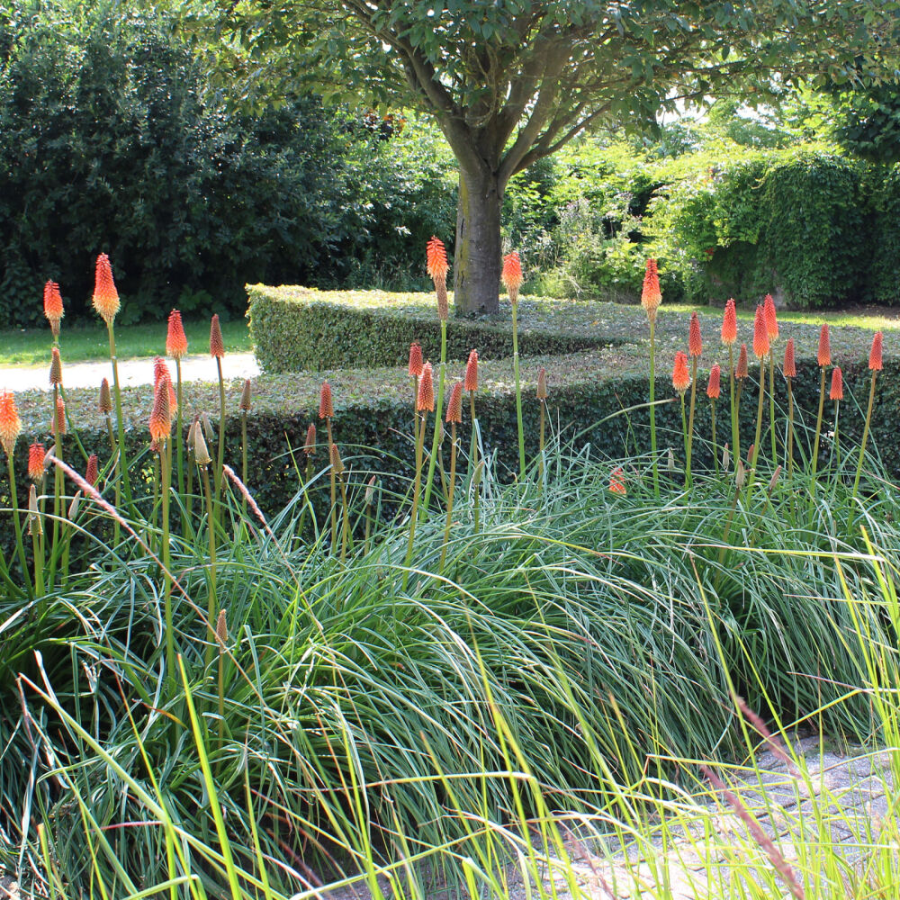 Kniphofia Nancy S Red