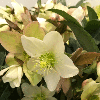 winter bloomers