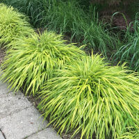 Ornamental grasses