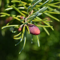 Conifer