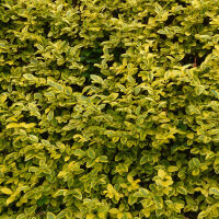 Ligustrum oval. Aureum