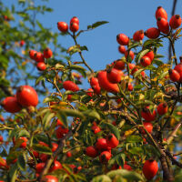 Rosa canina