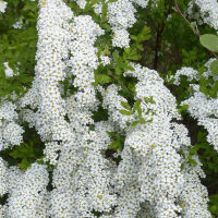 Spiraea vanhouttei