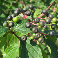 Cornus sanguinea