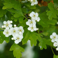 Crataegus monogyna