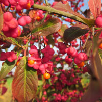 Euonymus europaeus