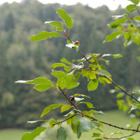 Rhamnus cathartica