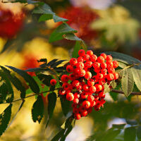 Sorbus aucuparia