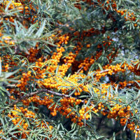 Hippophae rhamnoides