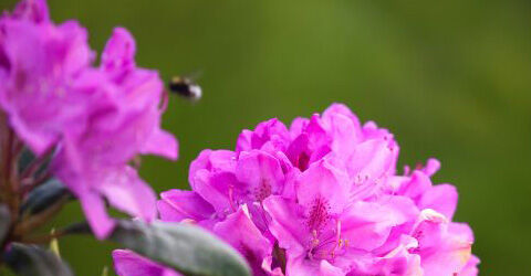 Rhododendron - 