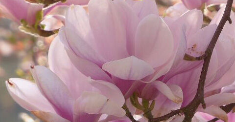 Magnolien - 