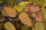 common hornbeam