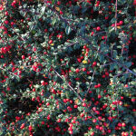 Cotoneaster pr. Queen of Carpets