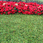 Cotoneaster pr. Queen of Carpets