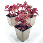 Heuchera micrantha Palace Purple