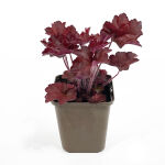 Heuchera micrantha Palace Purple