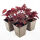 Heuchera micrantha Palace Purple