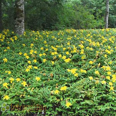 St. Johns wort