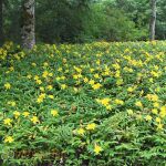 Hypericum Calycinum