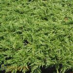 Juniperus communis Green Carpet