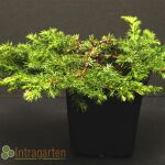 Juniperus communis Green Carpet