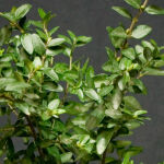 Lonicera nitida Elegant