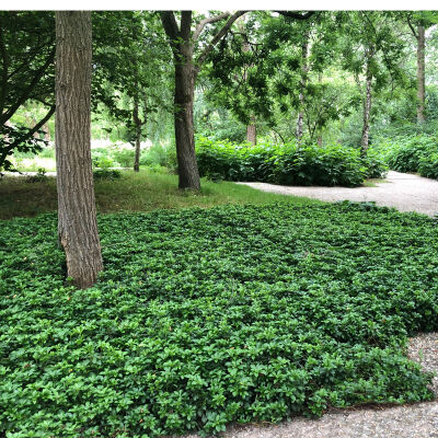 Pachysandra Terminales