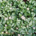 Pachysandra Terminales