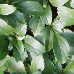 carpet box or Japanese spurge