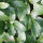 Pachysandra Terminales