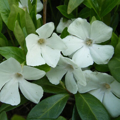 Vinca minor Gertrude Jekyll