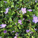 Vinca minor