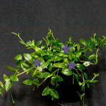 Vinca minor