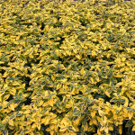 Euonymus fortunei Emerald n Gold