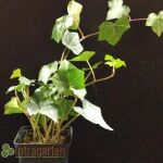 Hedera Helix