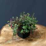 creeping thyme, or elfin thyme,