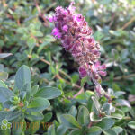 creeping thyme, or elfin thyme,