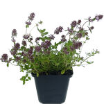 creeping thyme, or elfin thyme,