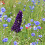 butterfly bush Black Knight