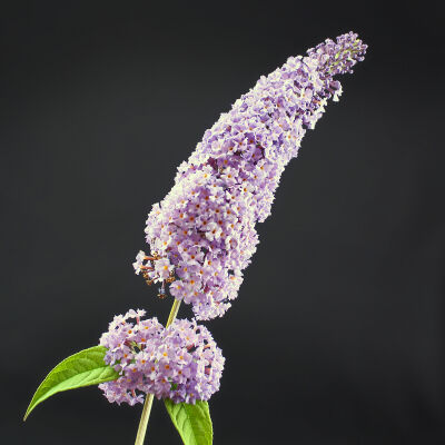 Buddleja Davidii Pink delight