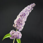 butterfly bush  Pink delight