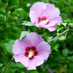 rose of Sharon