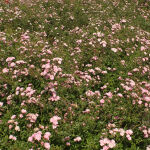 Ground Cover Roses