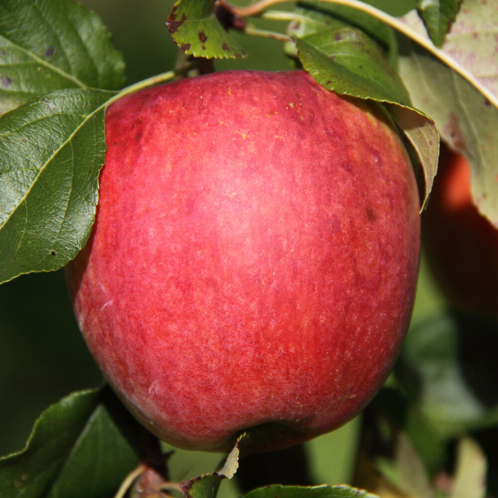 Boskoop, Rote Apfel € Zwergobstbaum 23,10