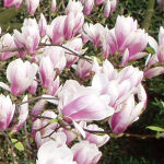 Tulpen Magnolie - 20-25cm
