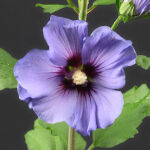 Hibiscus blau