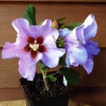 rose of Sharon