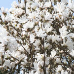 star magnolia