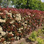 Photinia fraseri Red Robin